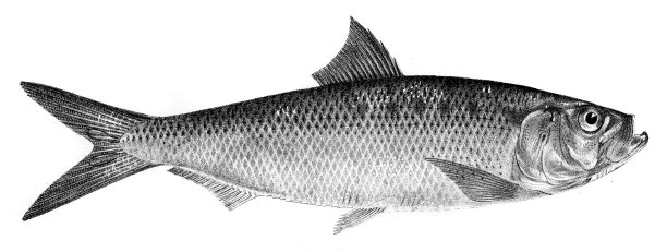 秋鲱鱼雕刻1842年图片下载