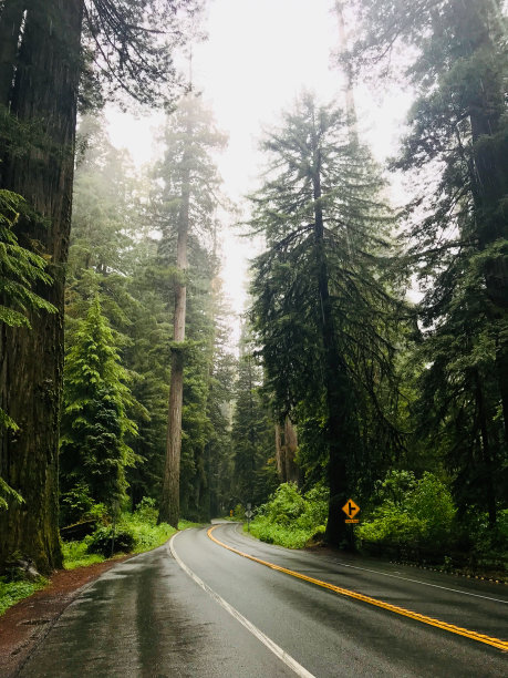 在红杉国家公园，一条弯弯曲曲的湿路在雨中穿过红杉林图片下载