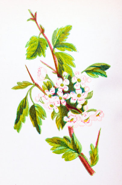 野生花卉的古董植物学插图:山楂，山楂图片下载