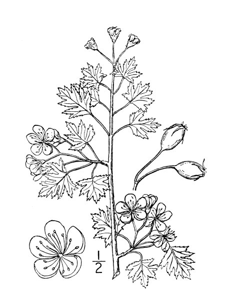 古植物学植物插图:山楂、欧芹图片下载