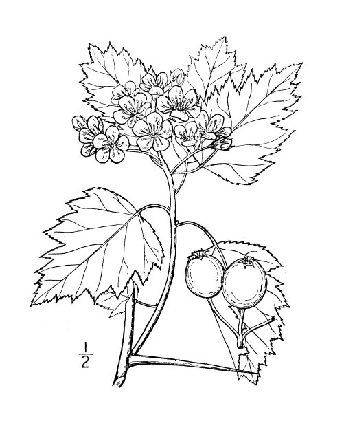 古植物学植物插图:山楂，猩红山楂图片下载