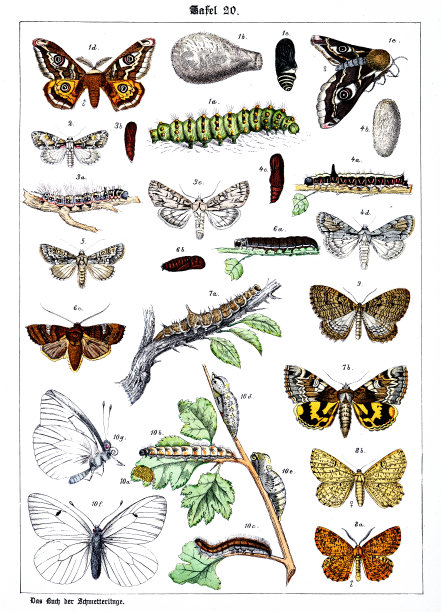 蝴蝶在白色背景20，彩色插图图片下载