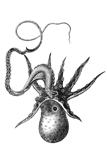 Argonauta nodosus以前被称为Argonauta nodosa，也被称为多节或多节的argonaut，是一种远洋章鱼图片下载