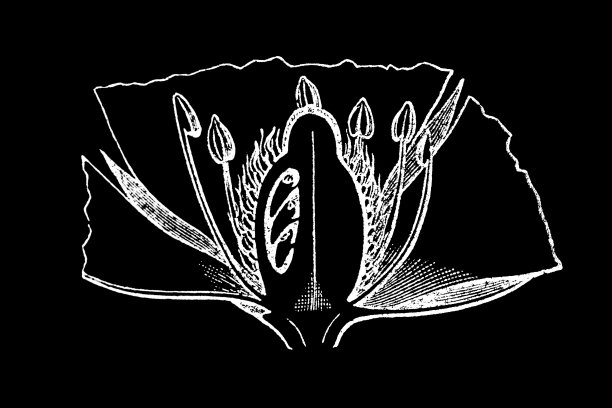 陆地部落图片下载