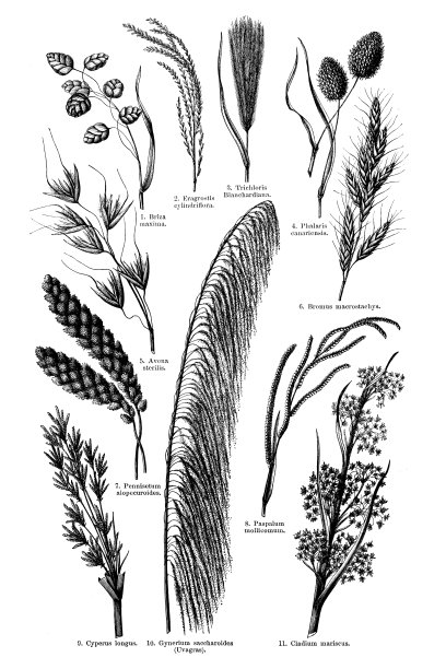 复古大草系列。草类草本多肉植物，饲料植物，谷类绿色植物。手绘复古插图。观赏禾草，如长莎草，无菌草，花萼草，桔梗草，桔梗草。图片下载