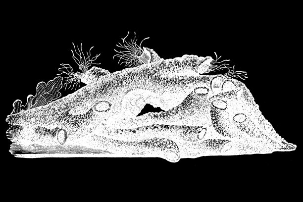 管状的肺泡线虫和它的居民图片下载