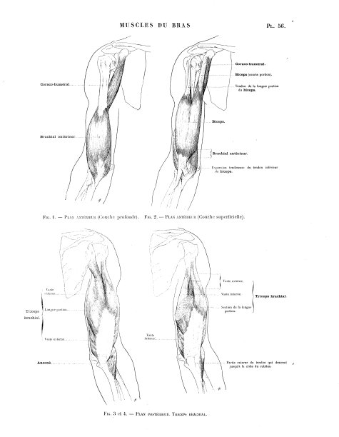 人体解剖学插图摘自法国古董美术书:手臂肌肉图片下载
