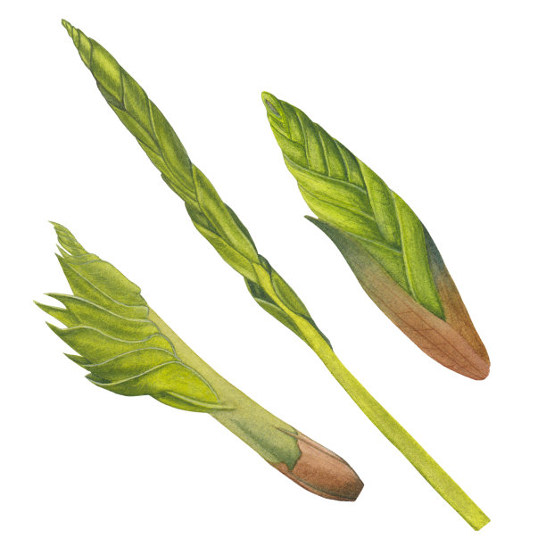 水彩画山竹的叶、茎和芽图片下载