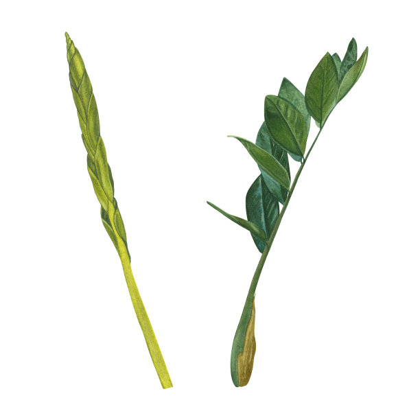 水彩画山竹的叶、茎和芽图片下载