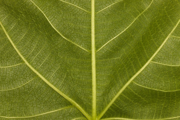 纹理绿叶，生态设计，夏季色彩图片下载