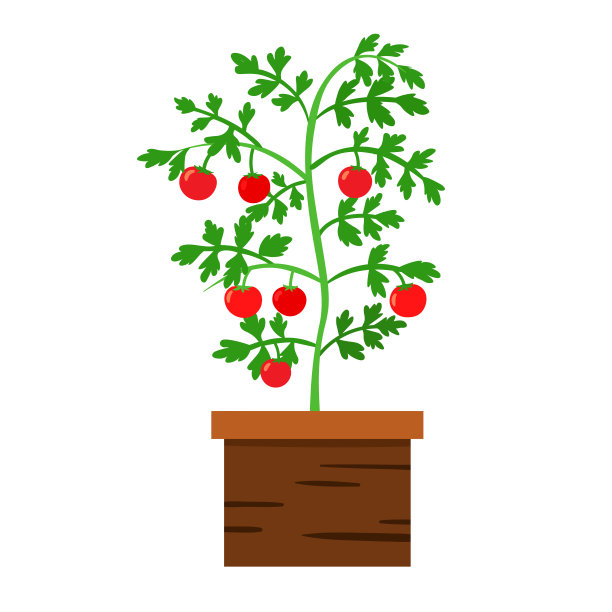 木盒里的番茄灌木的插图图片下载