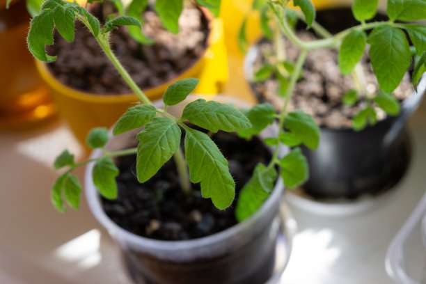 阳台窗台上的花盆里种着番茄。图片下载