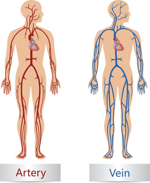 动脉和静脉图片下载