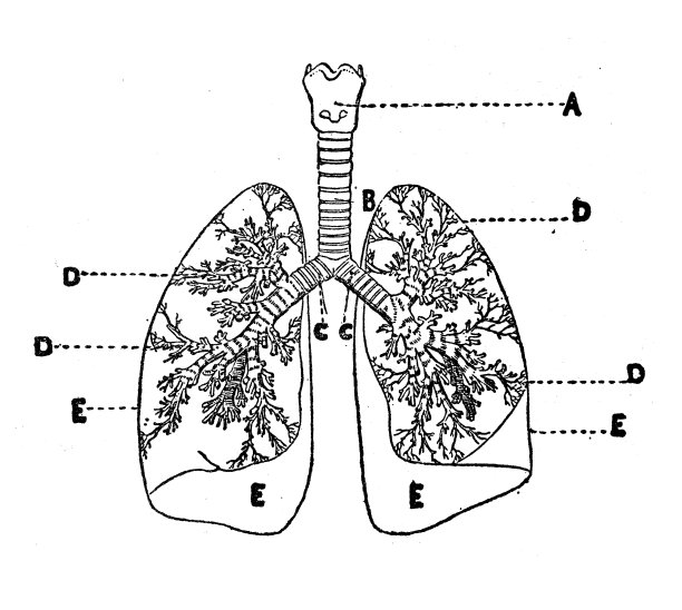 古董插图:支气管图片下载