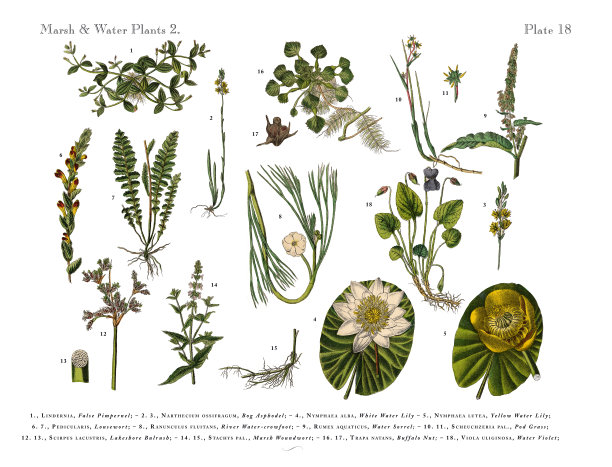 采购产品沼泽植物，野花，和水植物，维多利亚植物学插图图片下载