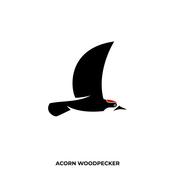 橡果啄木鸟剪影图形模板图片下载