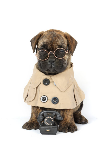 检查员的狗图片下载