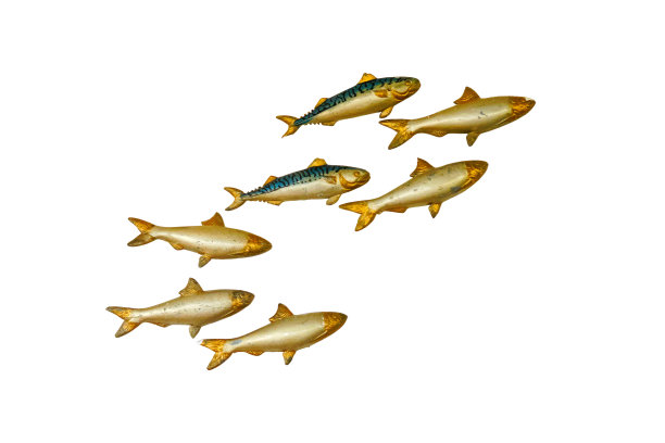 餐厅墙上的一群鱼模型，被隔离在白色的背景上图片下载