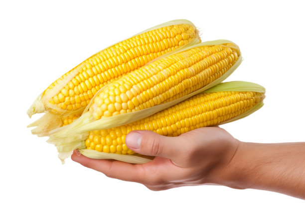 夏季主食：纯白色背景上的脆玉米图片下载