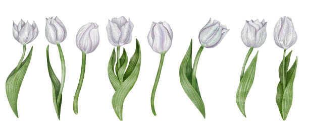 水彩白色郁金香花集。春天花剪纸艺术图片下载