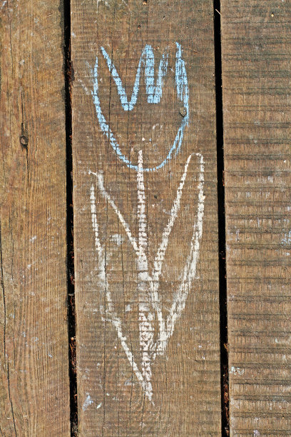 用白色和蓝色粉笔在旧木板上画的郁金香图片下载