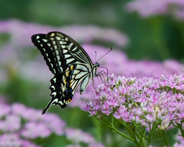 一只可爱的黑白相间的东方虎燕尾蝶正在紫色的水仙花上采蜜。图片下载