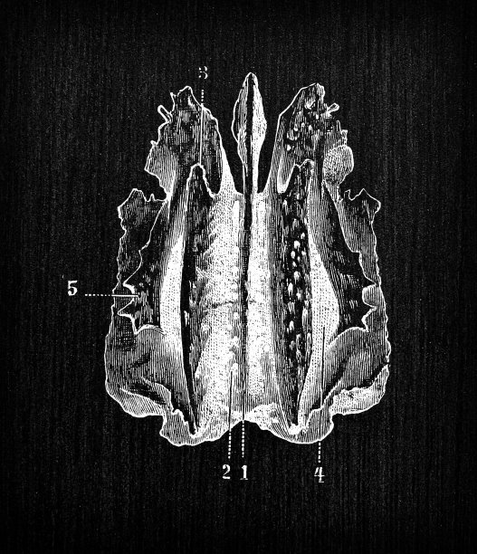 人体解剖骨古插图，头骨:筛骨图片下载