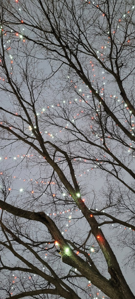 雪下的圣诞灯(AA)图片下载