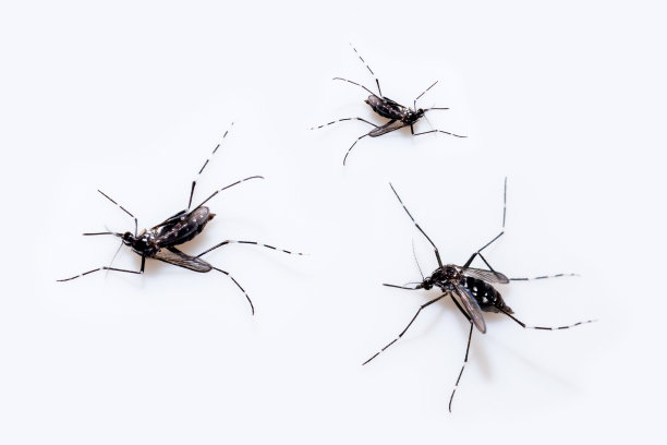 蚊子死在地板上了图片下载