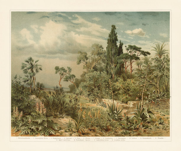 地中海植物，平版，出版于1897年图片下载