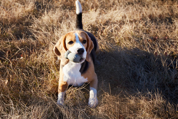 可爱的小猎犬躺在秋天干燥的草地上。图片下载