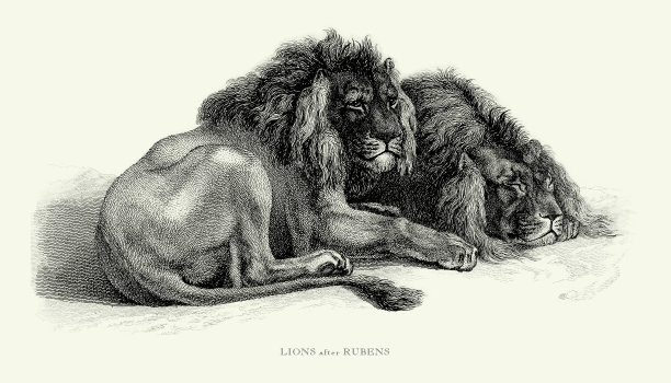 古董雕刻，非洲雄狮雕刻插图图片下载