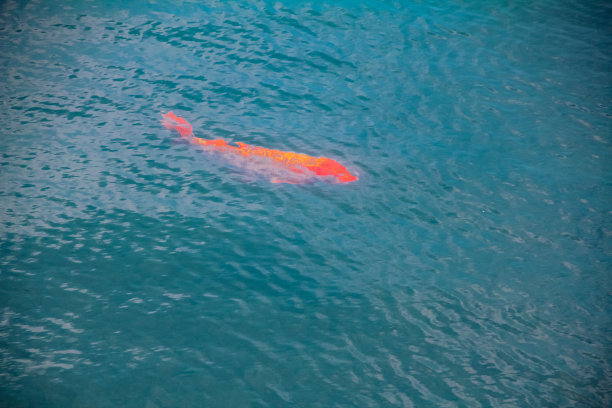 一条锦鲤在湖中游来游去，湖水清澈。图片下载