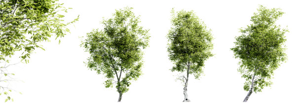 在白色背景和选择性聚焦特写上孤立的提琴木树。3 d渲染。图片下载