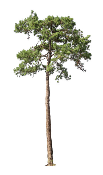 孤立在白色背景上的热带松树。这里有剪辑路径图片下载