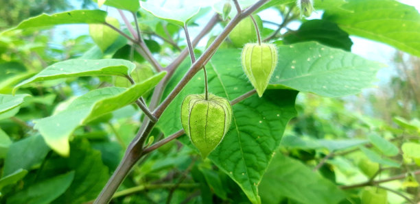 野生植物图片下载