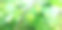 野生植物图片下载