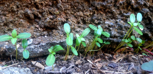 野生植物群图片下载