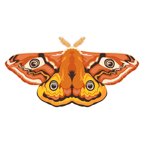 矢量美丽的帝蛾卡通插图孤立图片下载