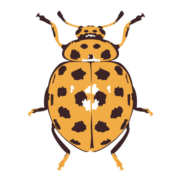 矢量美丽的瓢虫卡通插图孤立图片下载