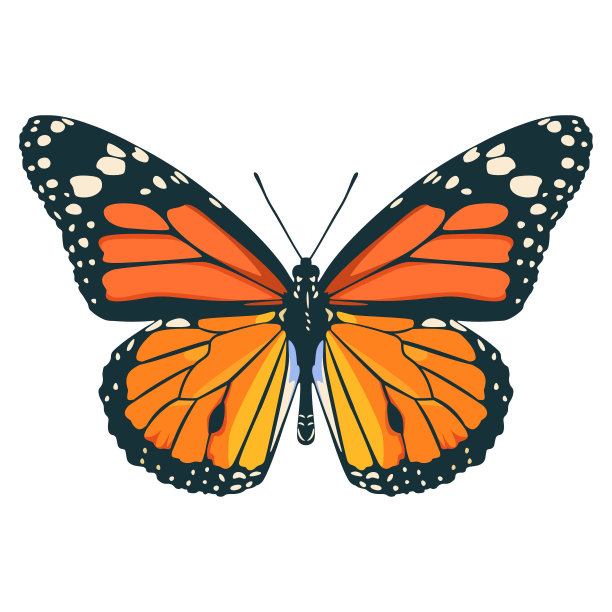 矢量美丽的君主蝴蝶卡通插图孤立图片下载