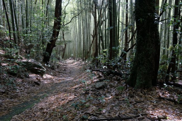 沿着竹林小径散步的和尾山(从高知县高知市福谷小径出发)图片下载