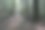 沿着竹林小径散步的和尾山(从高知县高知市福谷小径出发)图片下载