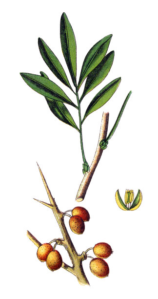 沙棘，又称普通沙棘图片下载