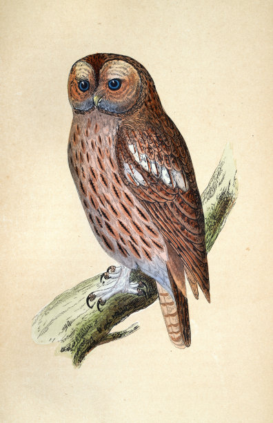 茶色猫头鹰，Strix aluco，猛禽，野生动物，鸟类，艺术，19世纪图片下载