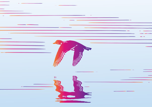 鸭子飞越水面图片下载