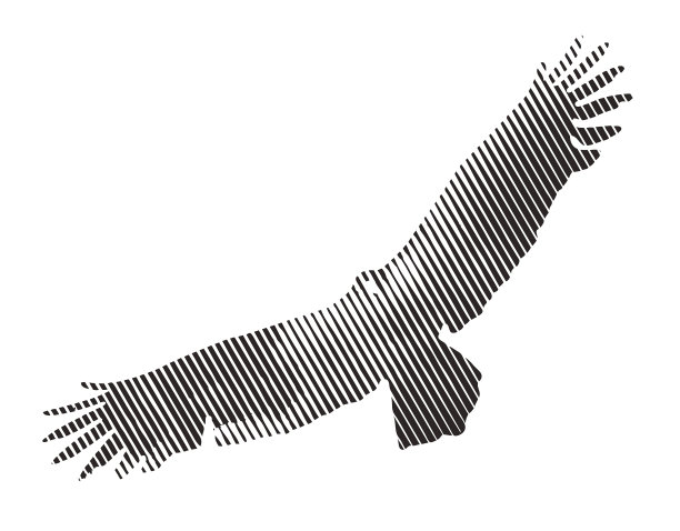 土耳其秃鹰和云层的多次曝光图片下载