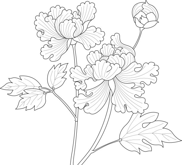 牡丹花朵画图片下载