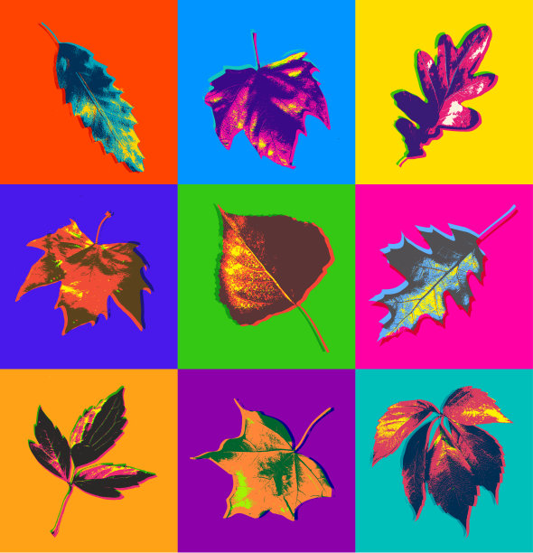 秋天的落叶图片下载