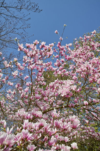 在春天盛开的木兰图片下载